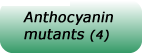 link to anthocyanin mutants