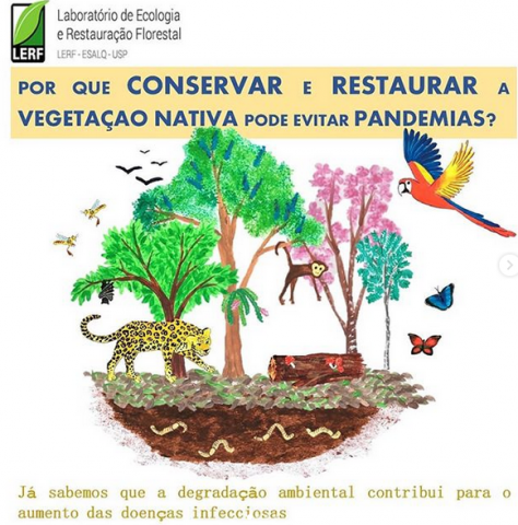 Pandemias e destruição florestal: qual a relação entre os dois