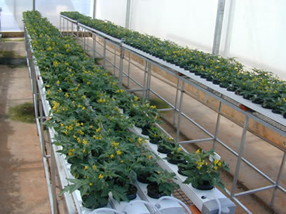 picture of microtom in greenhouse